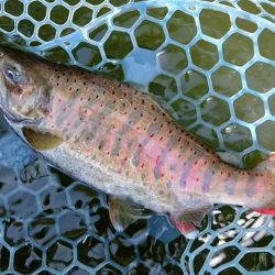 岸際のブラウンを狙い撃て ～岡崎トラウトポンド～